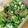 料理上達中's cooksnap of when they made オクラのおかか和え.