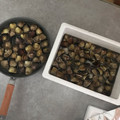nicomaru7's cooksnap of when they made あさりの砂抜き【プロのコツ付き】.