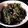 こうせ★'s cooksnap of when they made ☆簡単・定番の副菜☆ほうれん草胡麻和え.