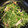 よーはるまー's cooksnap of when they made カニカマとメンマと豆苗のおつまみ.