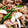 monjimari's cooksnap of when they made 簡単☆豚の生姜焼き☆塩分控えめ.
