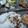 マムいくこ's cooksnap of when they made かつおぶしのふりかけ.