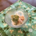 tomato's cooksnap of when they made エビとアボカドの辛子マヨサラダ.