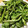 あむあむろ's cooksnap of when they made 【野菜ソムリエ】こごみの下処理.