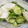 mikata11's cooksnap of when they made 簡単 浅漬け.