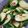 クック3B4H42☆'s cooksnap of when they made やみつき!!きゅうりのピリ辛漬.