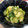♪まーたん♪'s cooksnap of when they made 我が家の定番♪きゅうりとオクラの酢の物.
