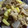 aizu_po's cooksnap of when they made 簡単煮物 豚肉とじゃがいもの味噌煮.