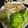 y1123♡'s cooksnap of when they made カリカリ！れんこん青海苔チーズチップス.