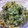 Haru Haru's cooksnap of when they made 蕗の葉と卵の炒飯.