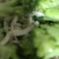 ma___111's cooksnap of when they made 野菜！鶏肉とブロッコリのあっさり炒め.