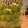 クックX37GDR☆'s cooksnap of when they made 梅酒（日本酒版）.