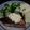 LANAROY's cooksnap of when they made 鮭のムニエル、タルタルソースがけ.