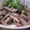 めぃと's cooksnap of when they made きびなごの南蛮漬け.