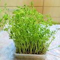 アイリッシュショコラ's cooksnap of when they made お得な豆苗の正しい育て方.