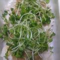 ちゃことゆうな's cooksnap of when they made 簡単！つるりん柔らか胸肉の梅ごまソース.