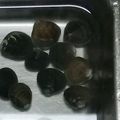 kyokoha's cooksnap of when they made 貝の冷凍保存♪.