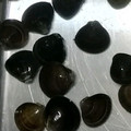 kyokoha's cooksnap of when they made しじみの冷凍方法.