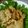 あおちゃん's cooksnap of when they made ご飯がっつり！！簡単豚バラ炒め　　.