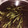 kohada2251's cooksnap of when they made ワラビのアク抜きと塩蔵保存.