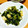 枝っち's cooksnap of when they made 小松菜とイカの炒めもの.
