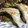 クック77MAJT☆'s cooksnap of when they made はまちのかまの塩焼き.