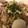 米粉ねこさん's cooksnap of when they made レモンでサッパリ！ねぎ塩豚丼.