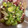 mipunya's cooksnap of when they made 美味しい！きゅうりとタコの酢の物.