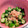 のぞみ～る★'s cooksnap of when they made 簡単　おくらのお浸し.