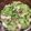 クックC0SSJF☆'s cooksnap of when they made ☆簡単10分☆キャベツと豚バラの酒蒸し.