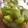 クックWXH9H4☆'s cooksnap of when they made 簡単梅酒の作り方.