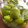 クックWXH9H4☆'s cooksnap of when they made 簡単梅酒の作り方.