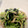 たまのおねえさん's cooksnap of when they made 三つ葉と海苔の酢のもの.
