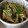 FUKUFUKU♪'s cooksnap of when they made ニラともやしとえのきの和え物.