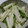 ヨシヨッシー's cooksnap of when they made 水菜と長芋の和風サラダ.