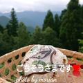 もりあん農園's cooksnap of when they made 塩漬け大葉と塩昆布のおにぎり.