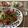 ☆TOKOさん☆'s cooksnap of when they made 香り高いプロの味ベーコンジェノベーゼ.