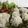 クックXNK2P0☆'s cooksnap of when they made フライパンで作る☆もち米焼売.