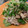 まっきー♪３７'s cooksnap of when they made パクチーが主役♪タイ風！？豚の冷しゃぶ.