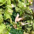 ☆ゆかぱんだ☆'s cooksnap of when they made レタスと小松菜のツナ中華サラダ.