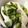 クック8KB7FJ☆'s cooksnap of when they made 創味ｼｬﾝﾀﾝで美味！5分でかぶのナムル.