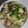 aizu_po's cooksnap of when they made 豆腐とブタ小間の味噌炒め丼.