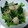 まん丸みかリン's cooksnap of when they made 超簡単小松菜ともやしと鶏肉の中華炒め。.