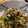 ゆきしんママ's cooksnap of when they made きゅうりと塩こんぶ　和え.