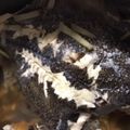 マリアマリママ's cooksnap of when they made カレイの煮付け☆フライパンで簡単！.