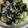 クック0KFDPJ☆'s cooksnap of when they made ☆やさしい☆きゅうりとわかめの酢の物.