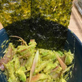 vivi475's cooksnap of when they made みょうがとアボカドの簡単おつまみ.