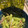 vivi475's cooksnap of when they made みょうがとアボカドの簡単おつまみ.