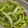 diosmio's cooksnap of when they made 【農家のレシピ】セロリの簡単浅漬け.