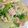 mipunya's cooksnap of when they made 【大量消費】無限レタス？.